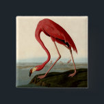 Audubon American Flamingo 2 Inch Square Button<br><div class="desc">Audubon Birds - John James Audubon - American Flamingo John James Audubon created this beautiful American Flamingo illustration, an aquatint engraving with original hand coloring, and published it in the famous original Birds of America books produced in the early 1800s. The American Flamingo is a beautiful print -- one of...</div>