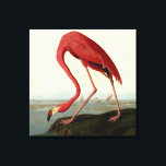 Audubon American Flamingo Canvas Print<br><div class="desc">Audubon Birds - John James Audubon - American Flamingo John James Audubon created this beautiful American Flamingo illustration, an aquatint engraving with original hand colouring, and published it in the famous original Birds of America books produced in the early 1800s. The American Flamingo is a beautiful print -- one of...</div>