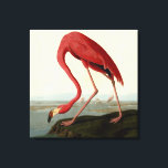 Audubon American Flamingo Canvas Print<br><div class="desc">Audubon Birds - John James Audubon - American Flamingo John James Audubon created this beautiful American Flamingo illustration, an aquatint engraving with original hand colouring, and published it in the famous original Birds of America books produced in the early 1800s. The American Flamingo is a beautiful print -- one of...</div>