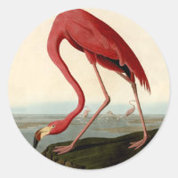 Audubon American Flamingo