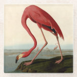 Audubon American Flamingo Glass Coaster<br><div class="desc">Audubon Birds - John James Audubon - American Flamingo John James Audubon created this beautiful American Flamingo illustration, an aquatint engraving with original hand colouring, and published it in the famous original Birds of America books produced in the early 1800s. The American Flamingo is a beautiful print -- one of...</div>