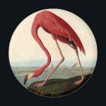 Audubon American Flamingo Magnet<br><div class="desc">Audubon Birds - John James Audubon - American Flamingo John James Audubon created this beautiful American Flamingo illustration, an aquatint engraving with original hand colouring, and published it in the famous original Birds of America books produced in the early 1800s. The American Flamingo is a beautiful print -- one of...</div>