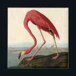 Audubon American Flamingo Magnet<br><div class="desc">Audubon Birds - The Rare American Flamingo John James Audubon created this beautiful American Flamingo illustrationt, an aquatint engraving with original hand colouring, and published it in the famous original Birds of America books produced in the early 1800s. The American Flamingo is a beautiful print -- one of Audubon's rarest...</div>