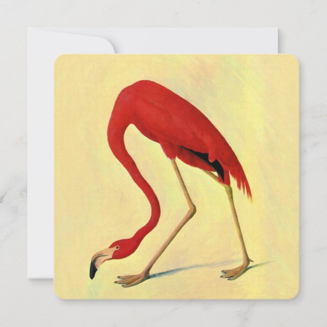 Audubon American Flamingo Painting (Front)