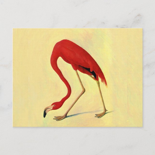 Audubon American Flamingo Painting Postcard (Front)