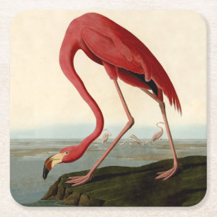 Audubon American Flamingo Square Paper Coaster