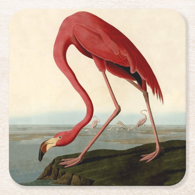 Audubon American Flamingo Square Paper Coaster (Front)