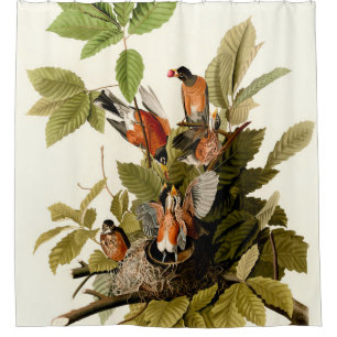 Audubon American Robin Wildlife Bird Illustration