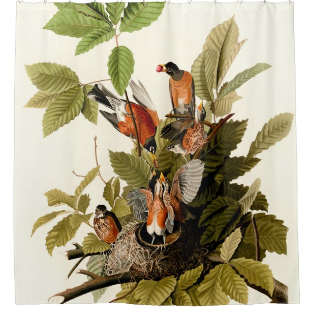 Audubon American Robin Wildlife Bird Illustration (Front)