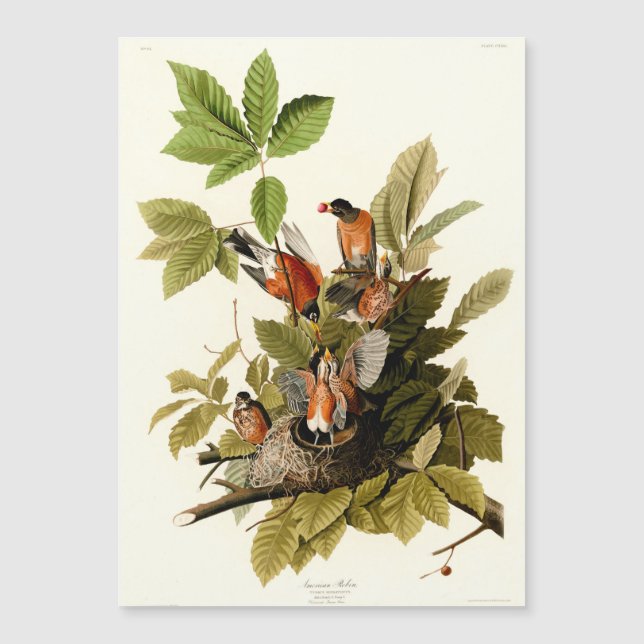 Audubon American Robin Wildlife Bird Illustration (Front)
