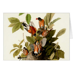 Audubon American Robin Wildlife Bird Illustration
