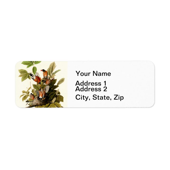 Audubon American Robin Wildlife Bird Illustration (Front)