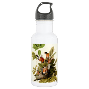 Audubon American Robin Wildlife Bird Illustration 532 Ml Water Bottle