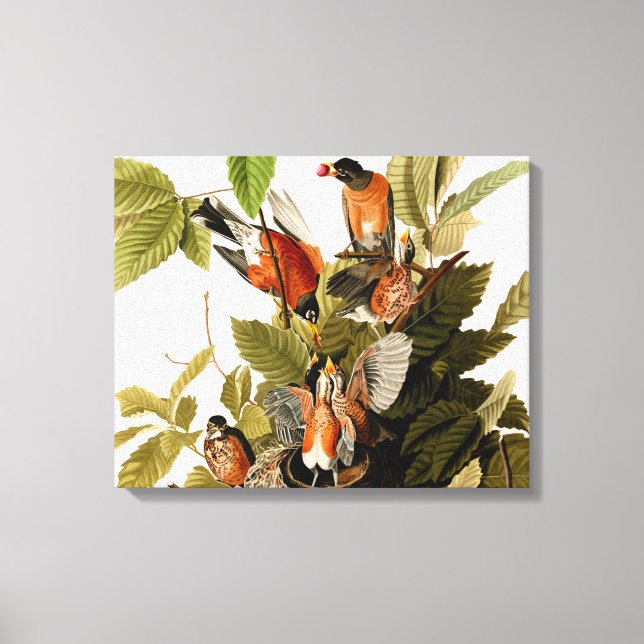 Audubon American Robin Wildlife Bird Illustration Canvas Print (Front)