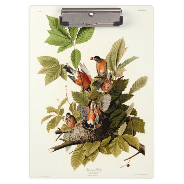 Audubon American Robin Wildlife Bird Illustration Clipboard (Front)