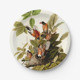 Audubon American Robin Wildlife Bird Illustration Paper Plate
