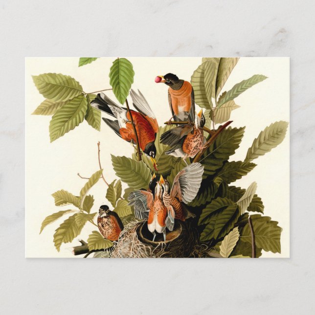 Audubon American Robin Wildlife Bird Illustration Postcard (Front)