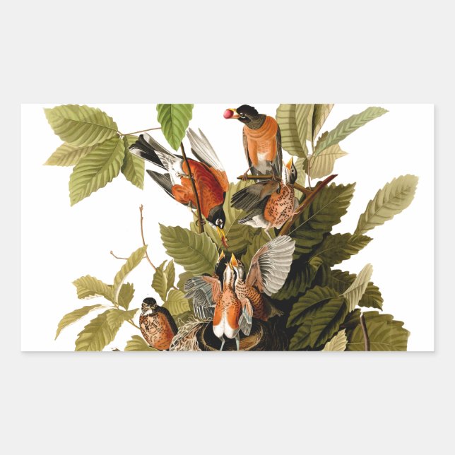 Audubon American Robin Wildlife Bird Illustration Sticker (Front)