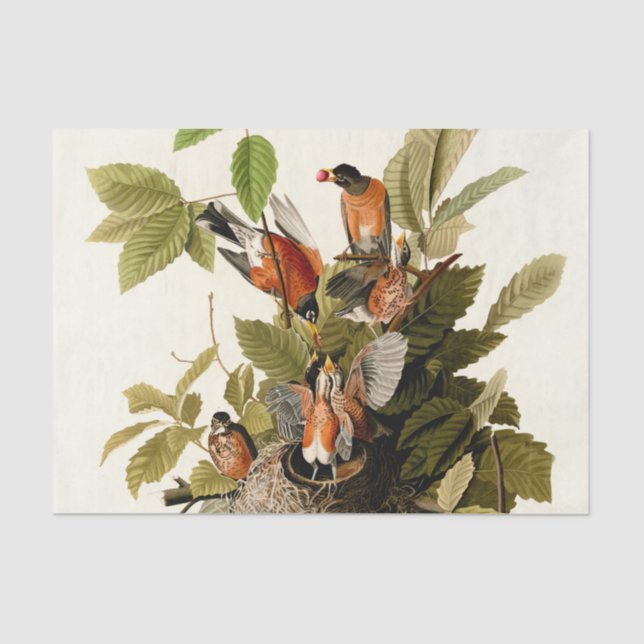 Audubon American Robin Wildlife Bird Illustration Tissue Paper (Front)