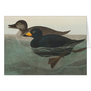 Audubon American Scoter Duck 