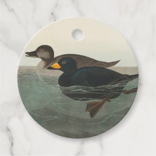 Audubon American Scoter Duck Classic Favour Tags