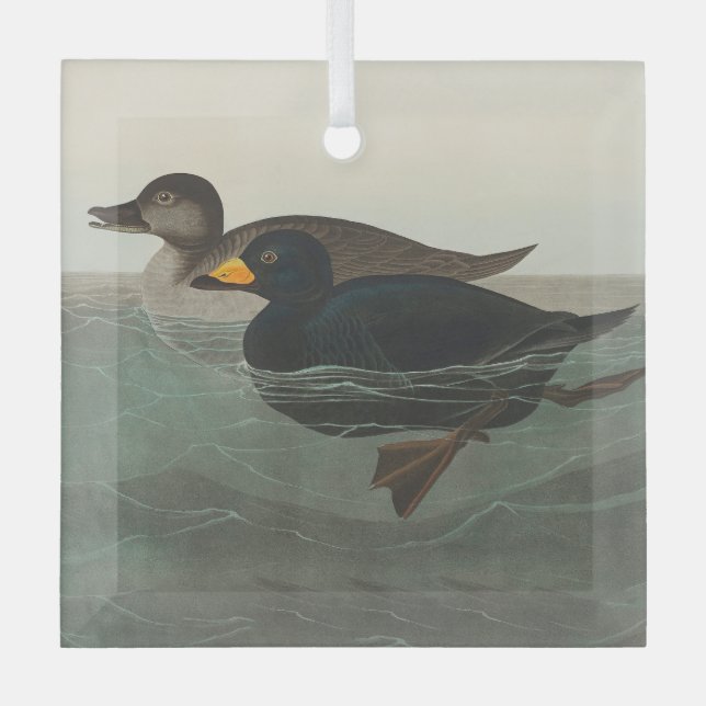 Audubon American Scoter Duck Classic Glass Ornament (Front)