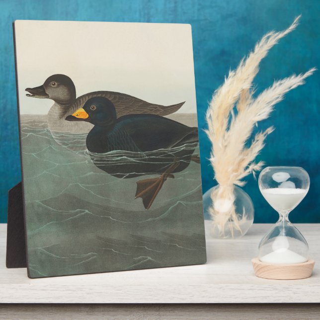 Audubon American Scoter Duck Classic Plaque (Side)