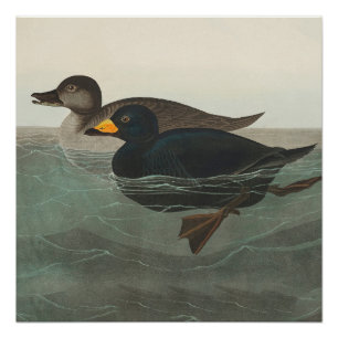 Audubon American Scoter Duck Classic Poster