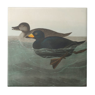 Audubon American Scoter Duck  Tile