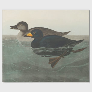 Audubon American Scoter Duck  Wrapping Paper