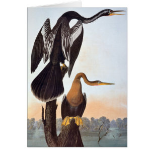 Audubon: Anhinga