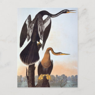 Audubon: Anhinga Postcard