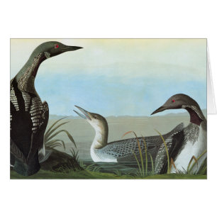 Audubon: Arctic Loon