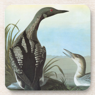 Audubon: Arctic Loon Coaster