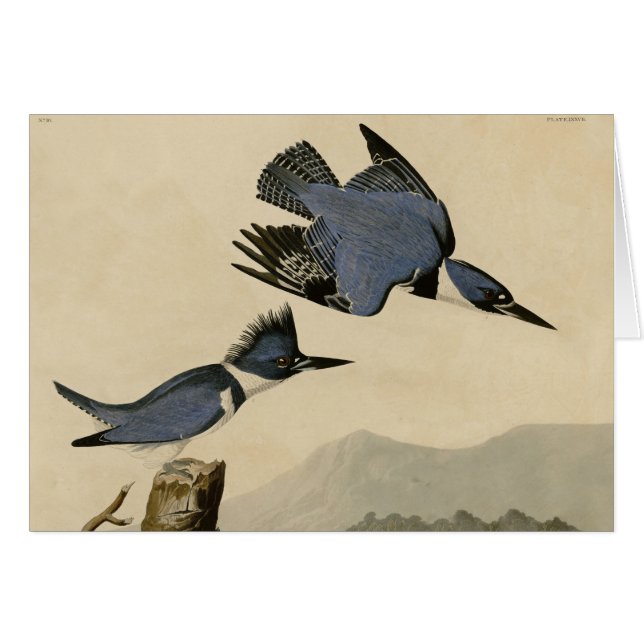 Audubon Belted Kingfisher Wildlife Bird (Devant horizontal)