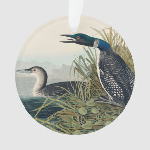 Audubon Bird Loon Diver Classic