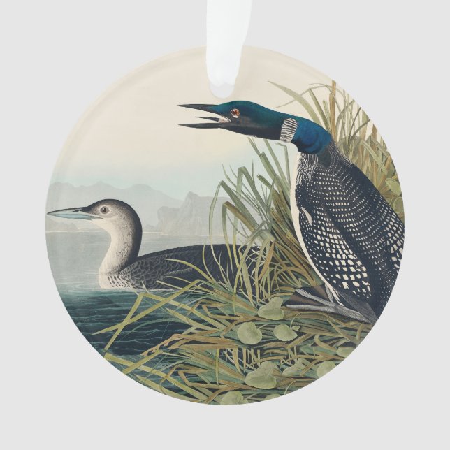Audubon Bird Loon Diver Classic (devant)