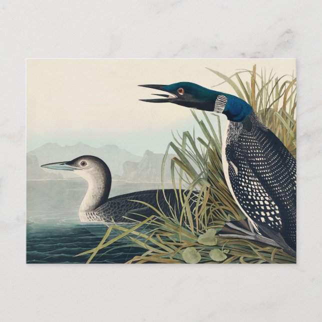 Audubon Bird Loon Diver Classic Postcard (Front)