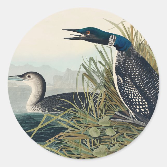 Audubon Bird Loon Diver Classic Round Sticker (Front)