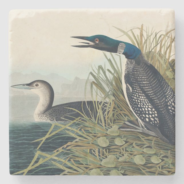 Audubon Bird Loon Diver Classic Stone Coaster (Front)
