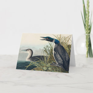 Audubon Bird Loon Diver Classic Thank You Card