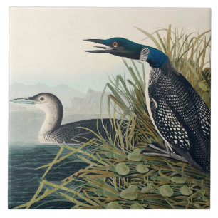 Audubon Bird Loon Diver Classic Tile