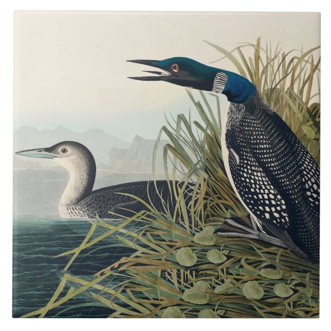 Audubon Bird Loon Diver Classic Tile (Front)