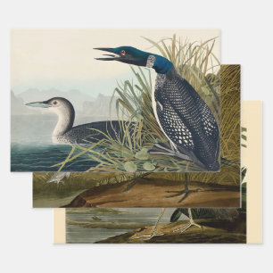 Audubon Bird Loon Diver Classic Wrapping Paper Sheet