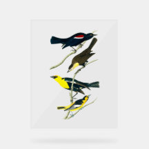 Audubon Birds - Starling Oriole Troopial