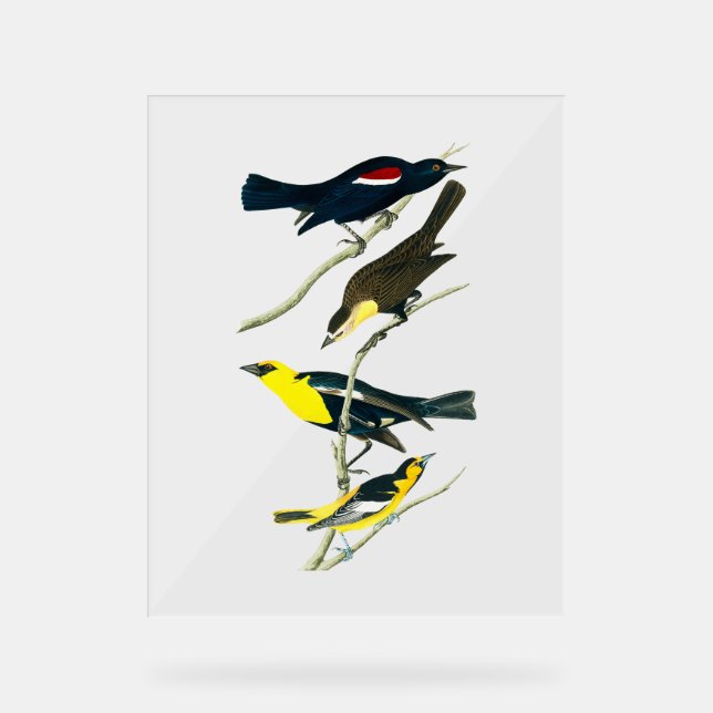 Audubon Birds - Starling Oriole Troopial (Recto)