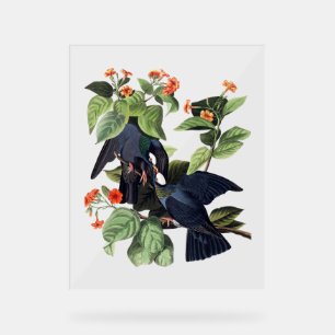 Audubon Birds - White Crowned Pigeons Acrylic Sign