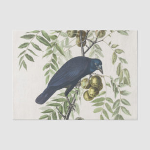 Audubon Black Crow American Bird Illustration Tissue Paper