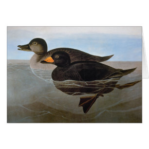 Audubon: Black Scoter