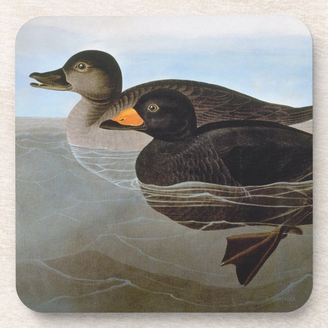 Audubon: Black Scoter Coaster (Front)